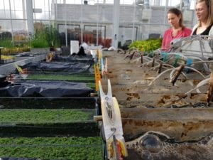stromende Aquafarm in lab