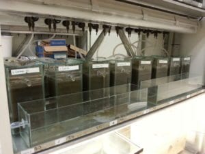 dragersmateriaal in aquaria